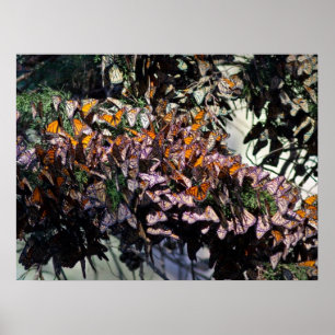 Póster Monarch Butterflies