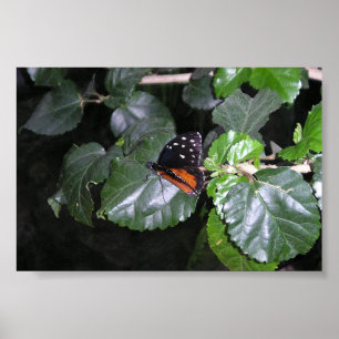 Póster Monarch Butterfly