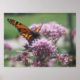 Póster Monarch Butterfly_2