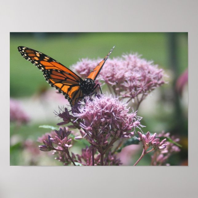 Póster Monarch Butterfly_2 (Frente)