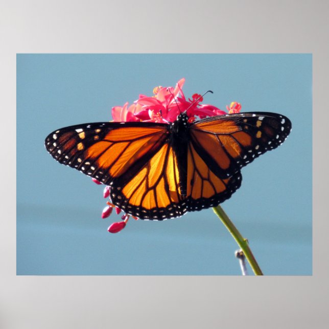 Póster Monarch Butterfly 6066 (Frente)