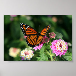 Póster Monarch Butterfly on Lantana Flower