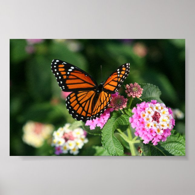 Póster Monarch Butterfly on Lantana Flower (Frente)