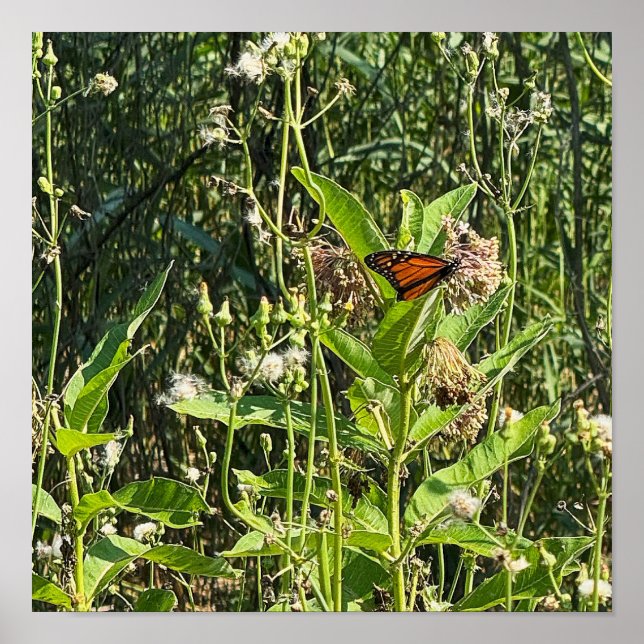 Póster Monarch Butterfly Photo Poster (Frente)