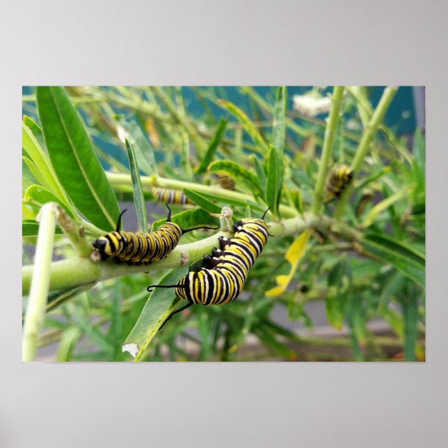 Póster Monarch Caterpillar (Frente)