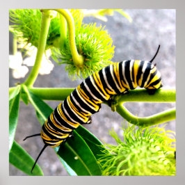 Póster Monarch Caterpillar