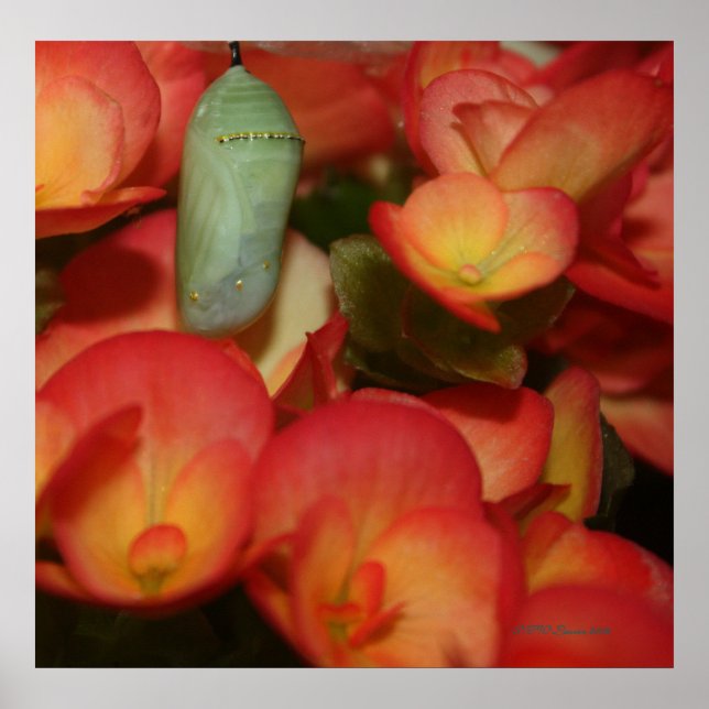 Póster Monarch Chrysalis (Frente)