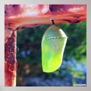Póster Monarch Chrysalis 2018 - Poster