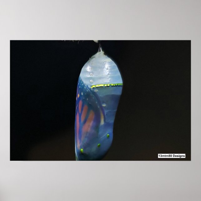 Póster Monarch Chrysalis 2022 - Poster (Frente)
