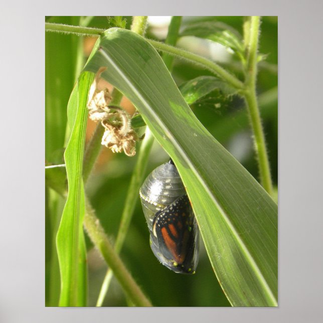 Póster Monarch_Chrysalis_P9120583_cropcpyrt (Frente)