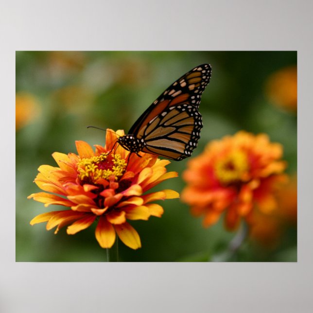 Póster Monarch on Zinnia elegans ‘Zowie’ Poster (Frente)