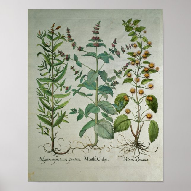 Póster Moneda: Mentha crispa (Frente)