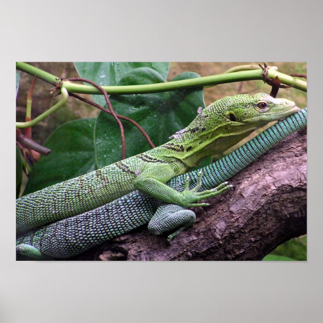 Póster Monitor de árbol verde - Varanus prasinus (Frente)