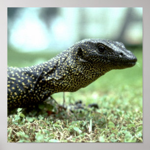 Póster Monitor del mangle