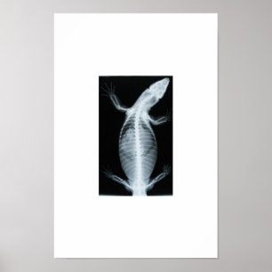 Póster monitor radiograph