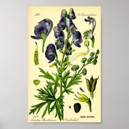 Póster Monje (Aconitum napellus)