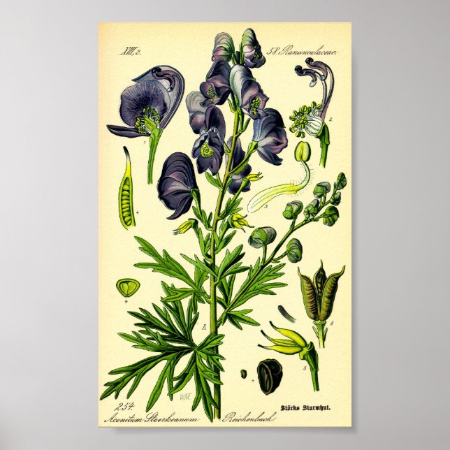 Póster Monje (Aconitum napellus) (Frente)