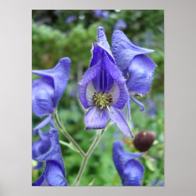 Póster Monje morado Flores silvestres (Frente)