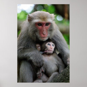Póster Monkey Breast Feeding Her Baby