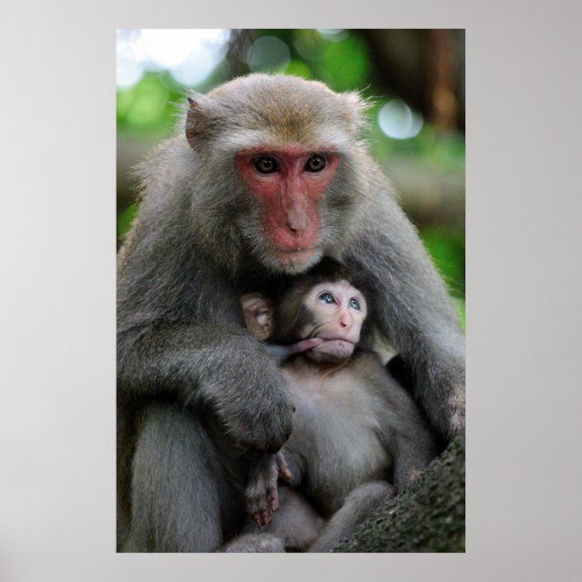 Póster Monkey Breast Feeding Her Baby (Frente)