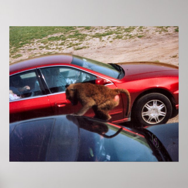 Póster Monkey Business (Frente)