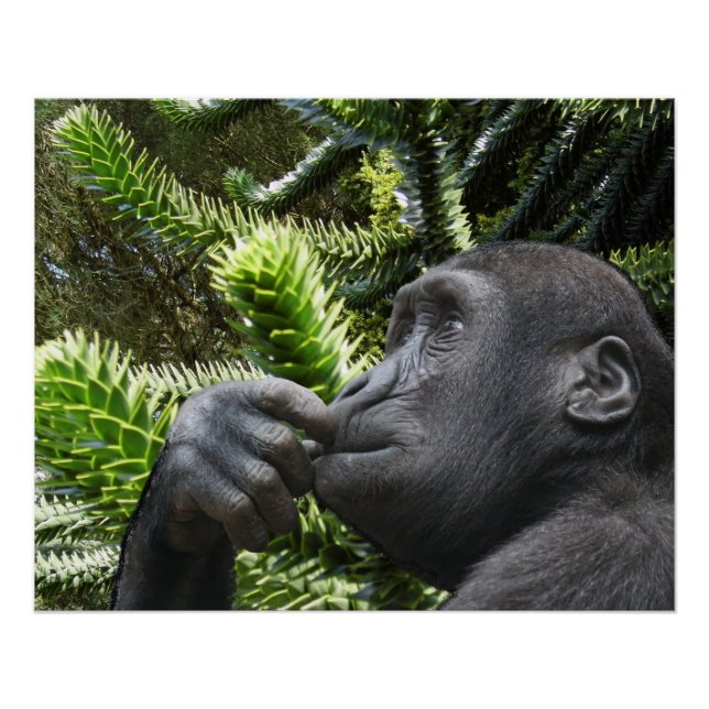 Póster Monkey Puzzle. (Anverso)