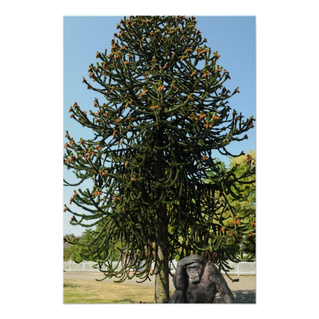 Póster Monkey Puzzle. (Anverso)
