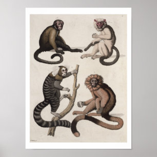 Póster Monkeys (colour litho)