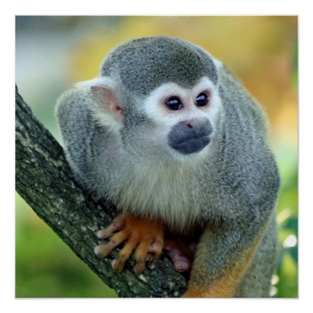 Póster Mono 004 (Anverso)