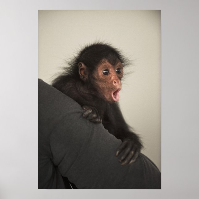 Póster Mono araña de cara roja Ateles paniscus) (Frente)