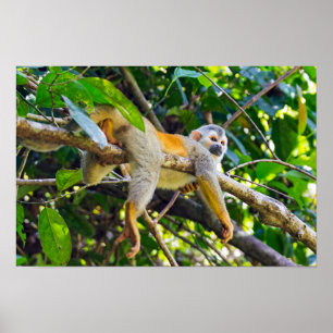 Póster Mono ardilla en el PN Manuel Antonio - Costa Rica