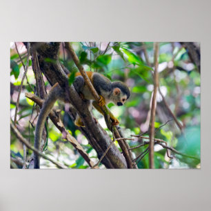 Póster Mono ardilla en el PN Manuel Antonio - Costa Rica