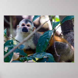 Póster Mono ardilla en el PN Manuel Antonio - Costa Rica
