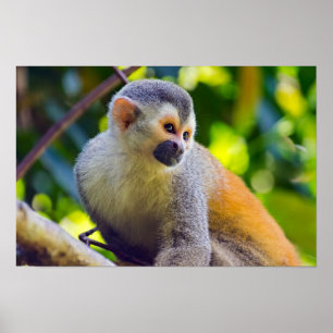 Póster Mono ardilla en Manuel Antonio NP - Costa Rica
