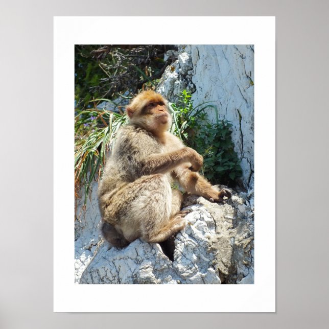 Póster Mono barbo (Frente)