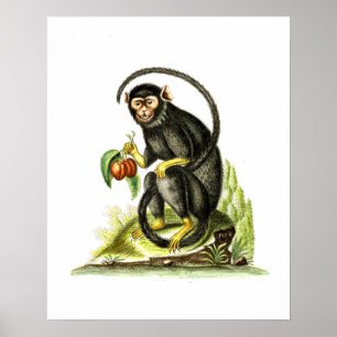 Póster Mono con Fruta