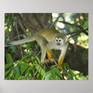 Póster Mono de ardilla común, (Saimiri sciureus), Río