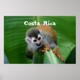 Póster Mono de ardilla Costa Rica