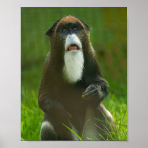 Póster Mono de Brazza