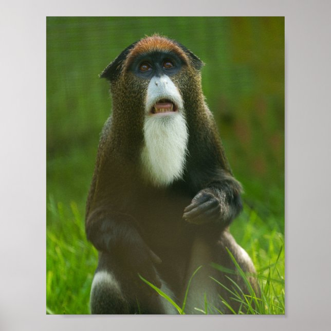 Póster Mono de Brazza (Frente)