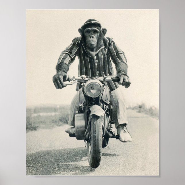 Póster Mono de motocicleta, simio en motocicleta, cosecha (Frente)