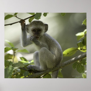 Póster Mono de Vervet, Zimbabwe