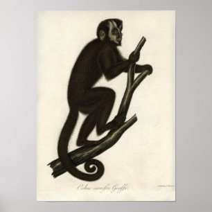Póster Mono del vintage