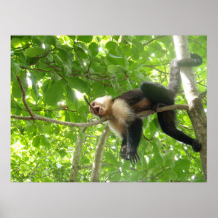 Póster Mono divertido del capuchón en un árbol