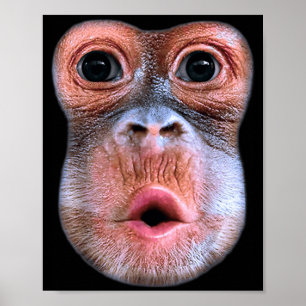 Póster Mono divertido soplando cara de estómago, Mono sop