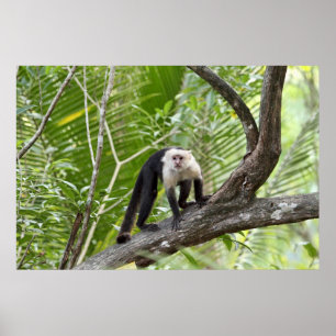 Póster Mono en la jungla