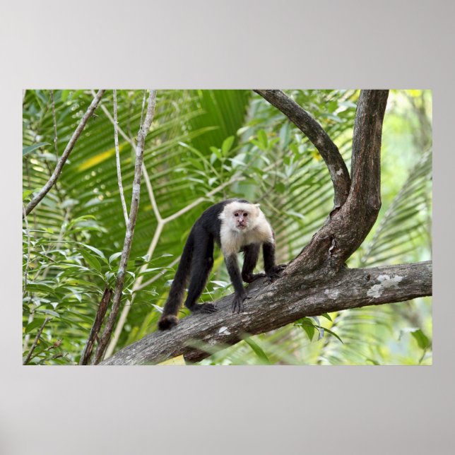 Póster Mono en la jungla (Frente)