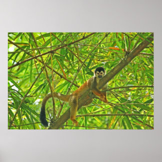 Póster Mono en la selva de Bambú