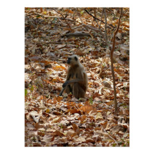 Póster Mono en temporada seca