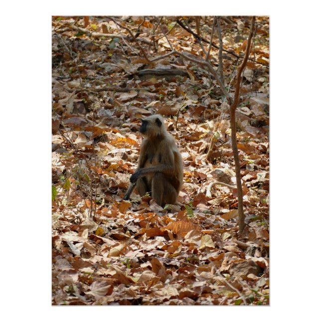 Póster Mono en temporada seca (Anverso)